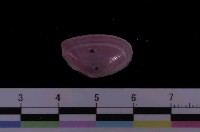 藏品(明亮櫻蛤)的圖片